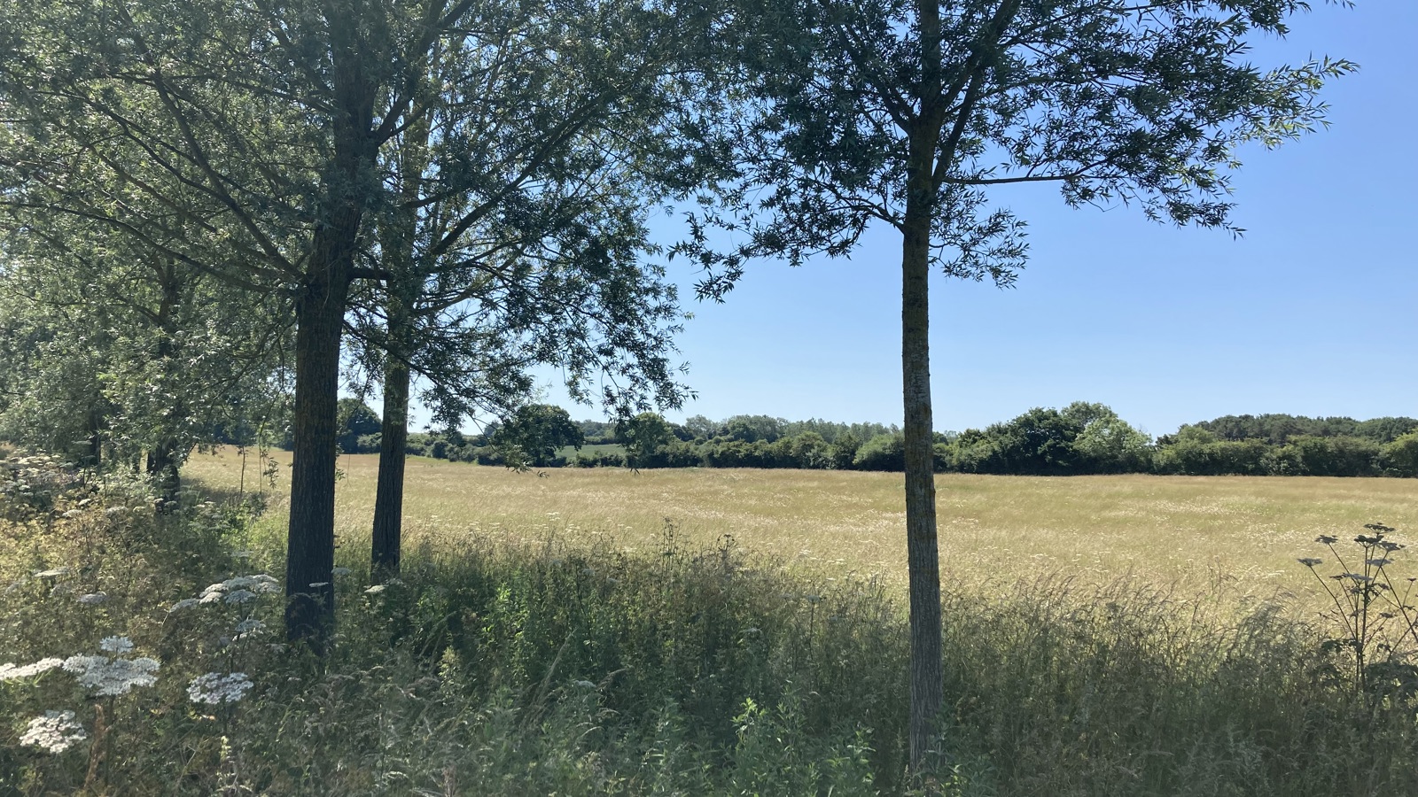 Image of Clark, D - Braxted Park BNG (12)