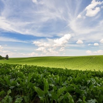 Image of Sugar Beet