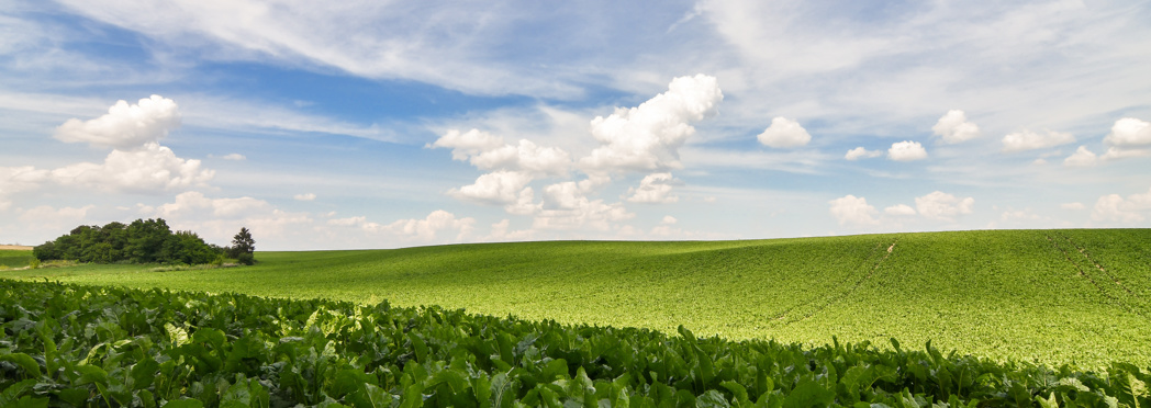 Image of Sugar Beet