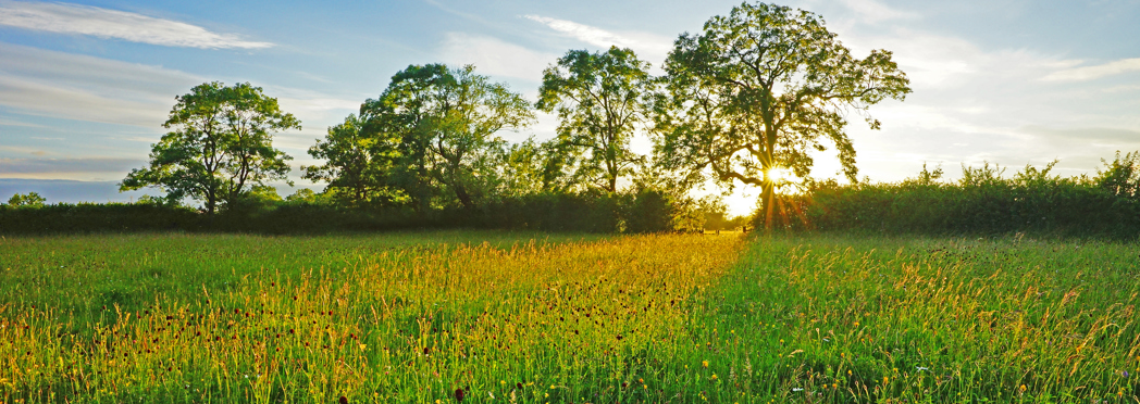 Image of Meadow with sunset