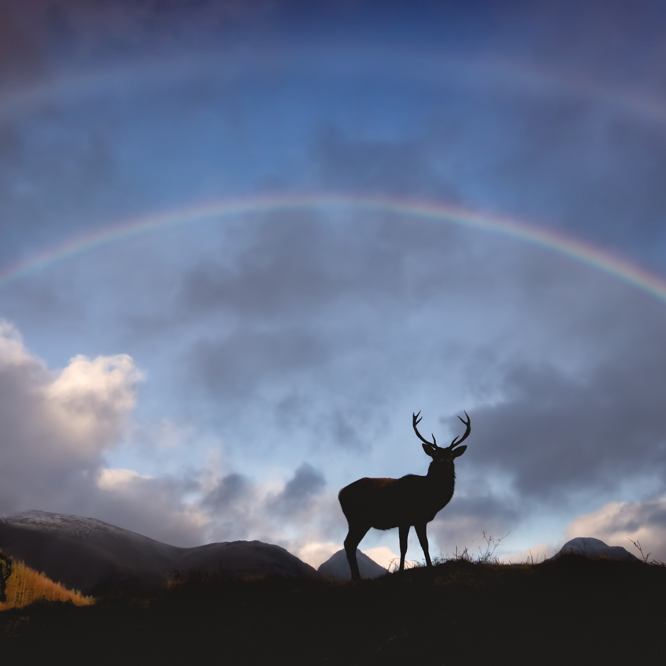 Stag, Glencoe