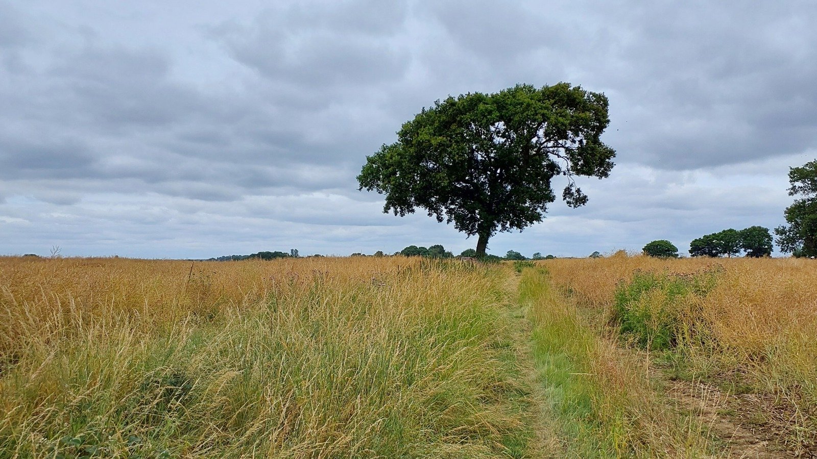 Image of Line of trees grassy gap