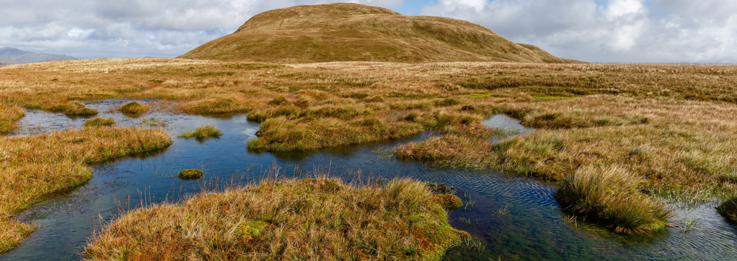Image of a peat bog