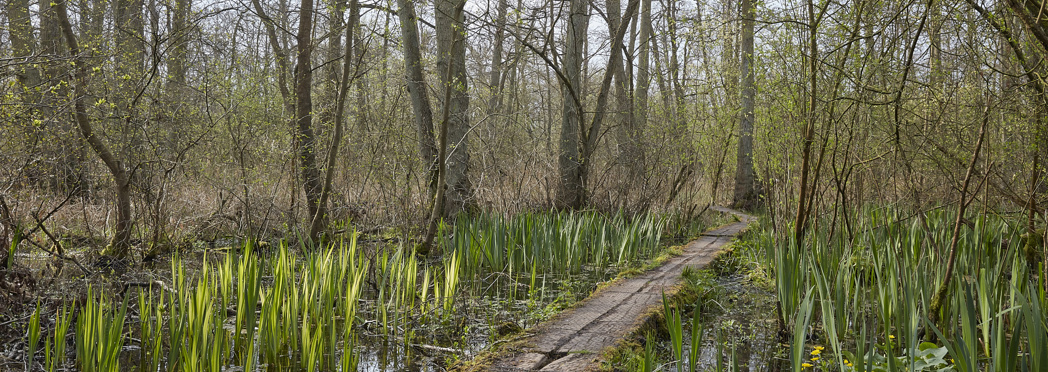 Fordham_Wet_Woods_And_Great_Wilbraham_210421 0