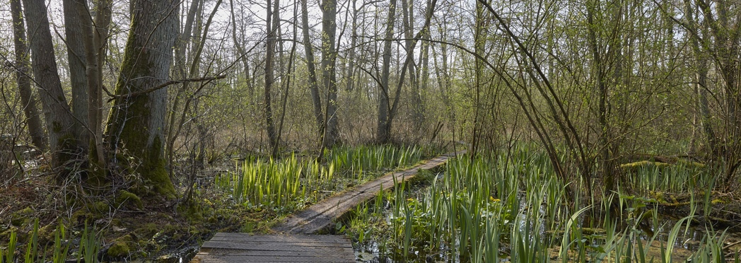 Fordham_Wet_Woods_And_Great_Wilbraham_210421 5