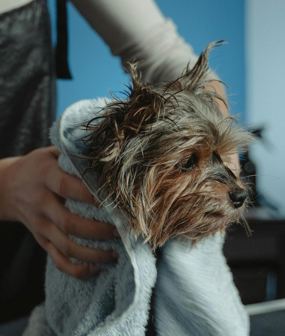 Keep you pets pampered with our on-site pet spa