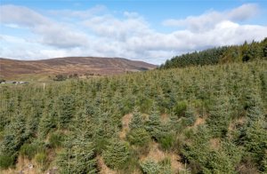 Angus, DD8 4NE picture 4