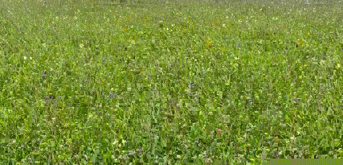 Sustainable Farming Incentive.JPG