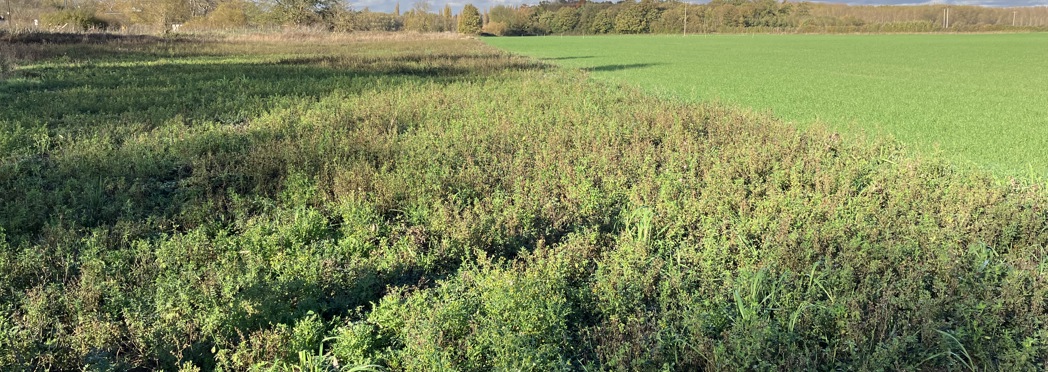 A147_Wellcome_Trust_Lordship_Farm_HLS_N6